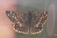 Pyrgus