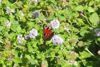 Aglais io