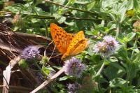 Argynnis paphia