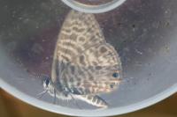 Leptotes pirithous