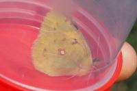Colias crocea