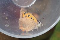 Lycaena phlaeas