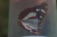 Limenitis reducta