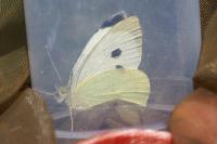 Pieris brassicae