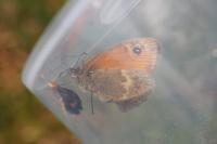 Coenonympha pamphilus