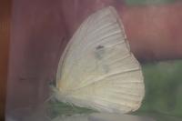 Pieris rapae