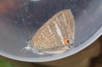 Lampides boeticus