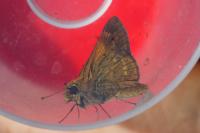 Ochlodes sylvanus