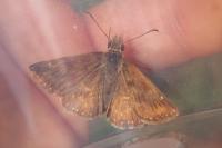 Erynnis tages