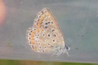 Polyommatus icarus