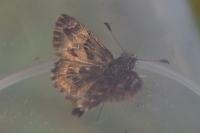 Carcharodus alceae