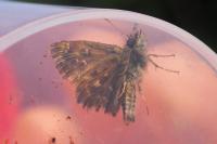 Carcharodus alceae
