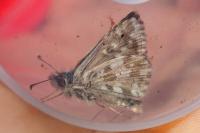 Pyrgus armoricanus