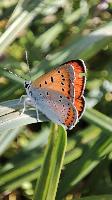 Lycaena dispar
