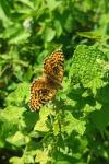 Melitaea didyma