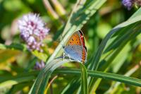 Lycaena dispar