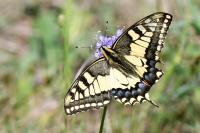 Papilio machaon