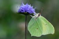 Gonepteryx rhamni