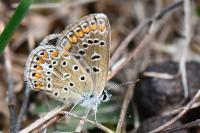 Polyommatus icarus