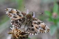 Carcharodus alceae