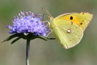 Colias crocea