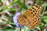 Argynnis paphia
