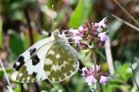 Pontia daplidice