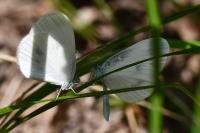 Leptidea sinapis