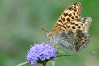 Argynnis paphia