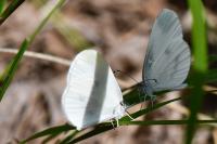Leptidea sinapis