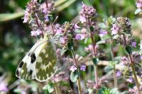 Pontia daplidice