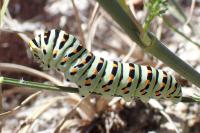 Papilio machaon