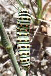 Papilio machaon