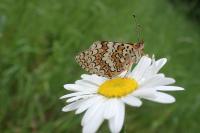 Melitaea phoebe