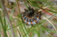 Melitaea didyma