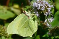 Gonepteryx rhamni