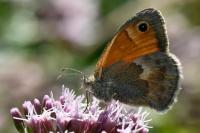 Coenonympha pamphilus