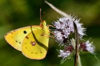 Colias alfacariensis
