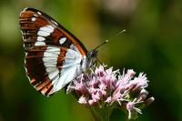 Limenitis reducta