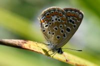 Polyommatus icarus