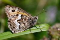 Hipparchia semele