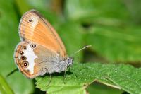 Coenonympha arcania