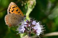 Lycaena phlaeas