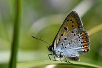 Lycaena dispar