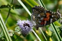 Vanessa cardui