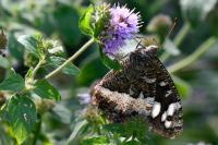 Brintesia circe