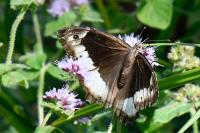 Hipparchia fagi