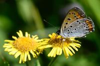 Lycaena dispar