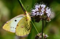 Colias alfacariensis