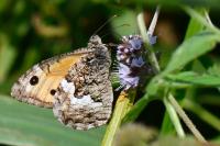 Hipparchia semele